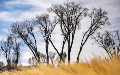 Qu’est-ce que l’art écologique?