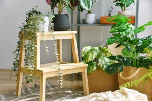 Many plants that purify air